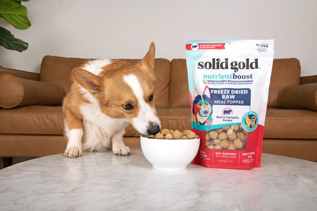 Dog Food Toppers: How to Choose the Right One