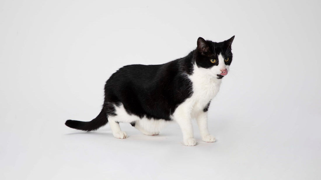Wet vs. Dry Cat Food: How to Choose for Your Cat