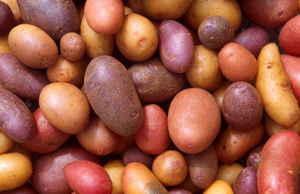 The Good and Bad of Potatoes for Dogs and Cats