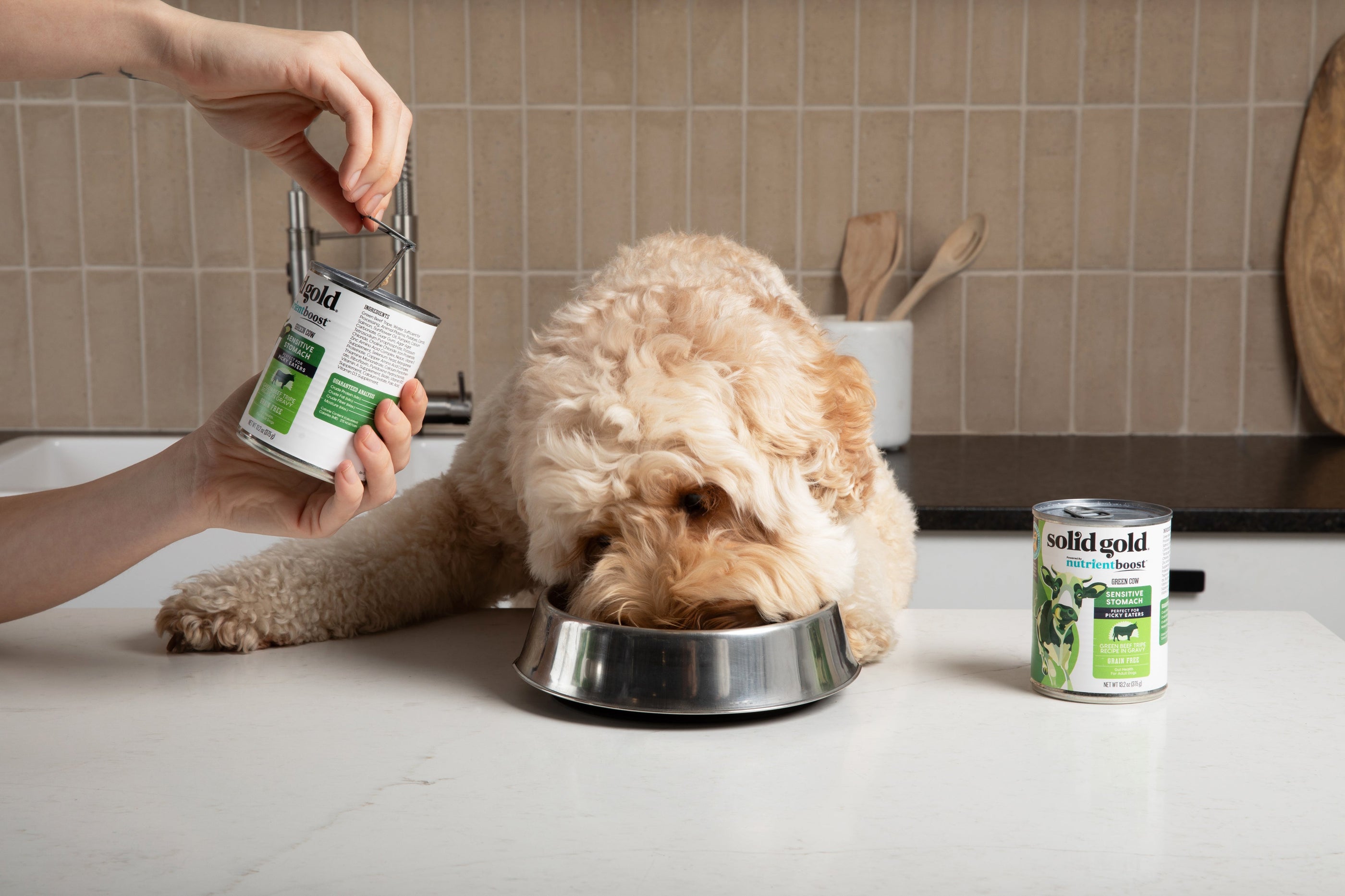 Sensitive Stomach Dog Food: What to Look For