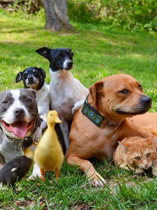 These Rescue Animals And Their Tiny Human Is The Cutest Thing You'll Ever See