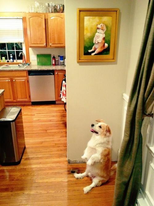 hilarious dog pictures