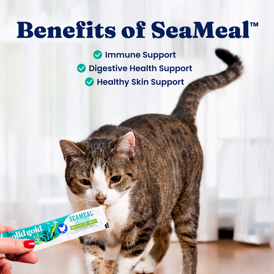 Cat approaching a hand holding a SeaMeal Squeeze Mousse treat packet, with natural light in the background.