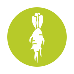 Chicory Root