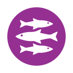 Ocean Fish Meal