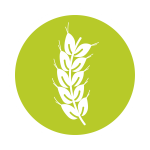 Pearled Barley