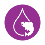 Salmon Oil