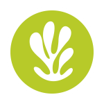 Seaweed