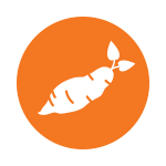Sweet Potatoes