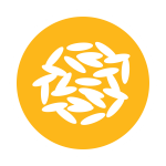 White Rice