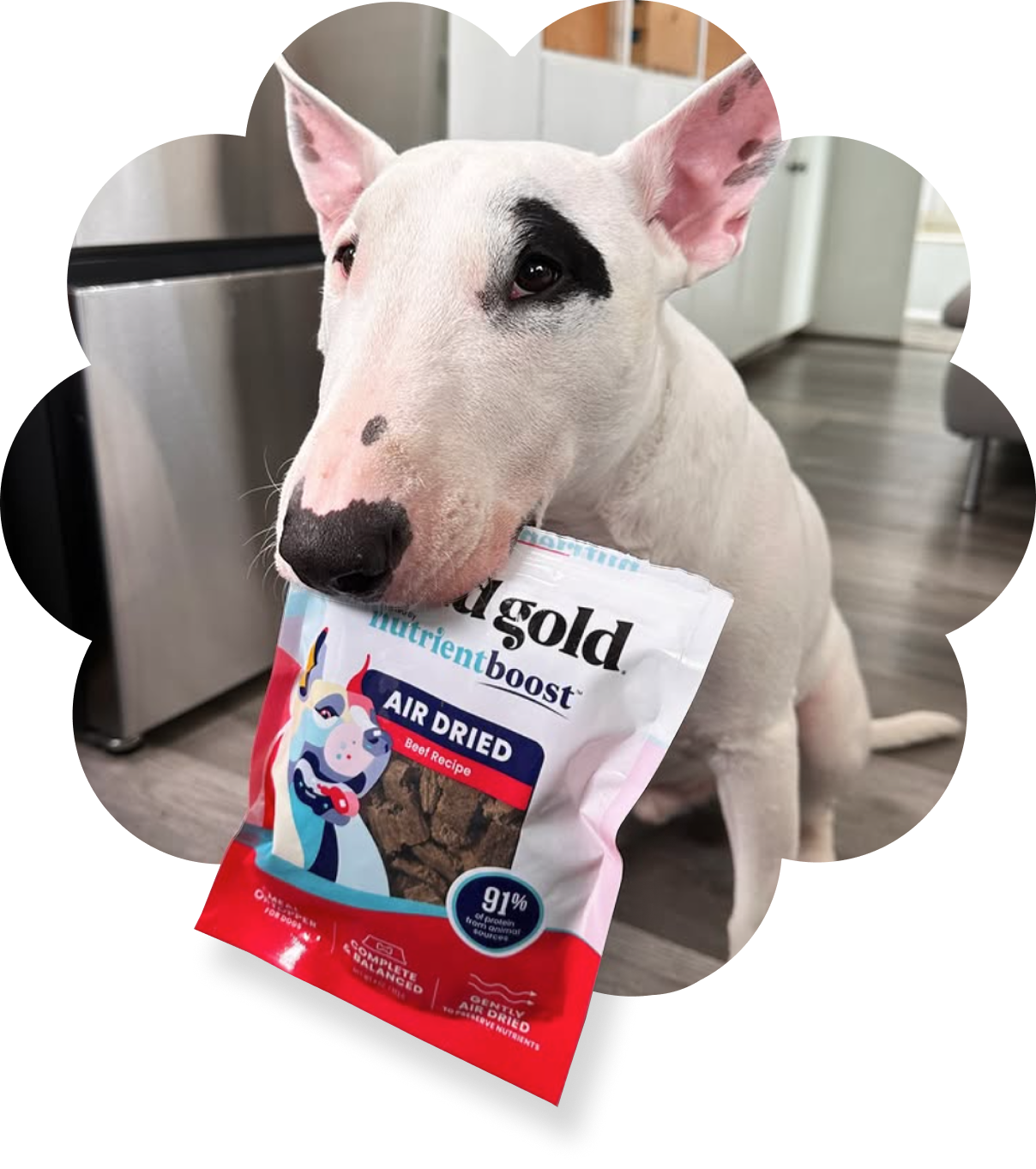 Dog holding a bag of Pedigree Nutri-Treats in a kitchen setting