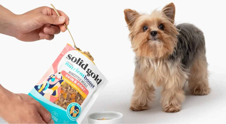 Yorkie with Solid Gold nutrient boost dog food being served.