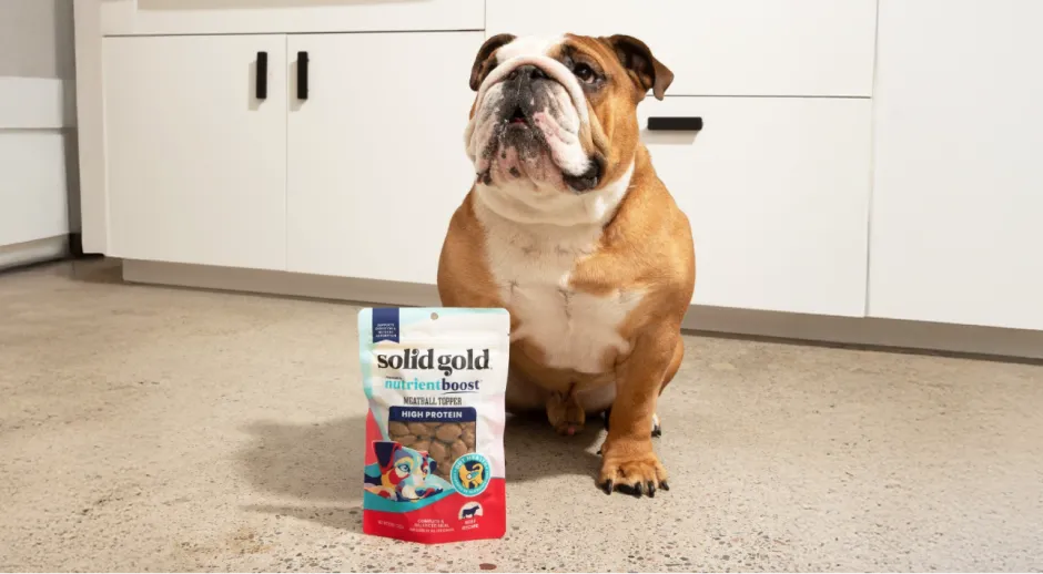 Bulldog beside Solid Gold beef dog food packet.