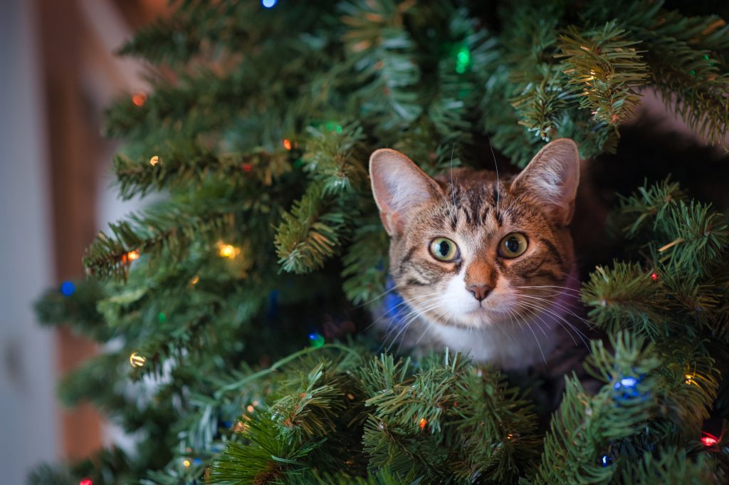 10 Holiday Movies to Watch With Your Pet