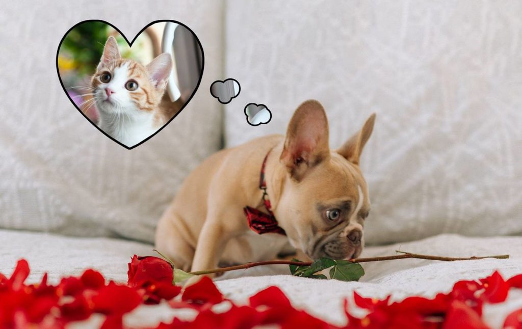 7 Ways To Spend Valentine’s Day With Your Pet