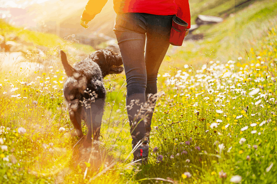 8 Things You’ll Need to Get Your Dog Ready for Spring