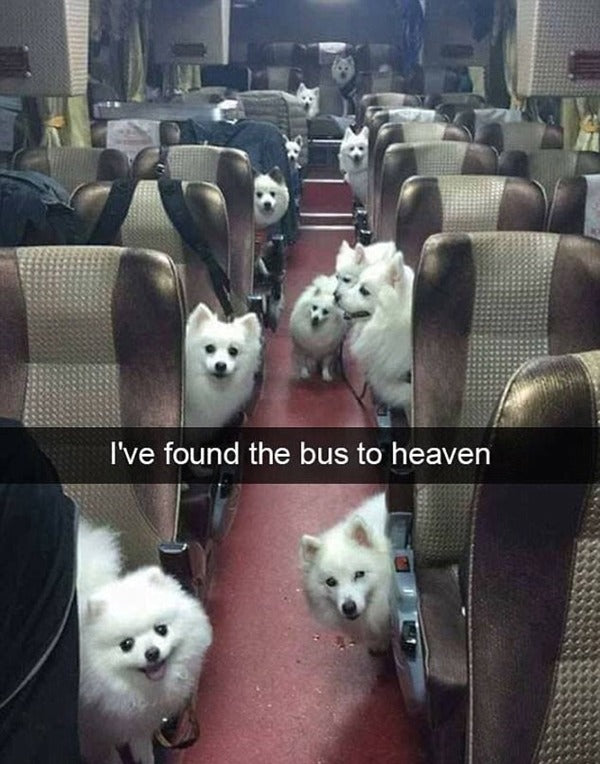 The 10 Most Hilarious Pet Snapchats Ever