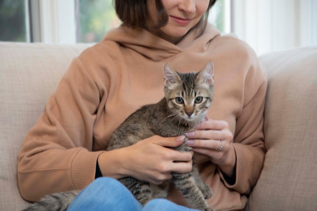 International Cat Day: Nutrition From the Bowl Up