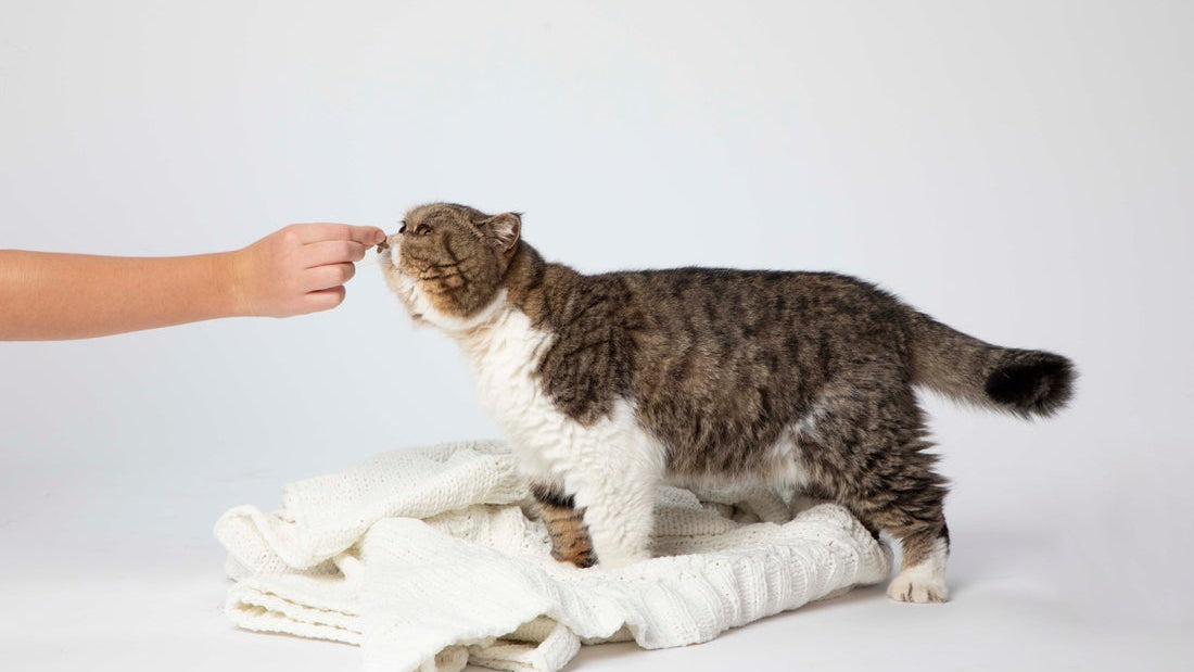 Healthy Weight for Indoor Cats: Nutrition & Portions