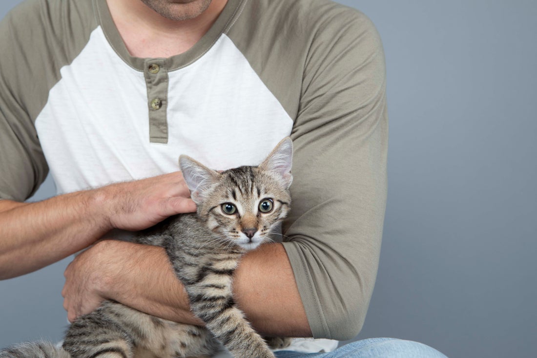 Cat Food for Sensitive Stomachs: A Feeding Guide