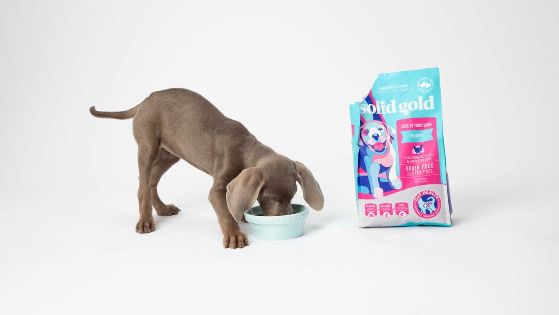 High-Protein Dog Food: What to Look For