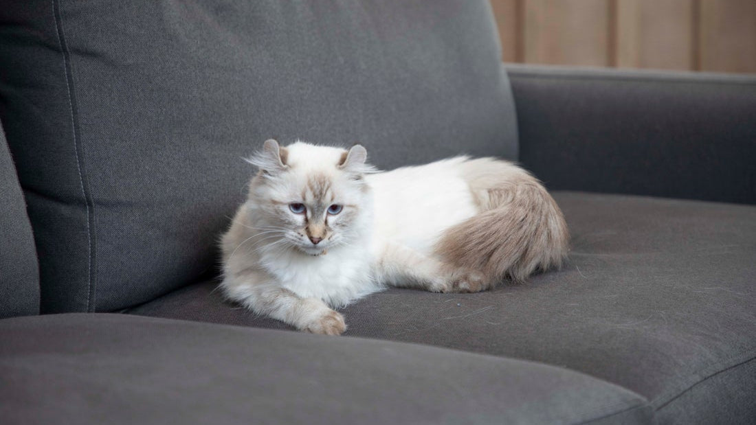 Popular Cat Breeds: Origins, Traits, and Fun Facts