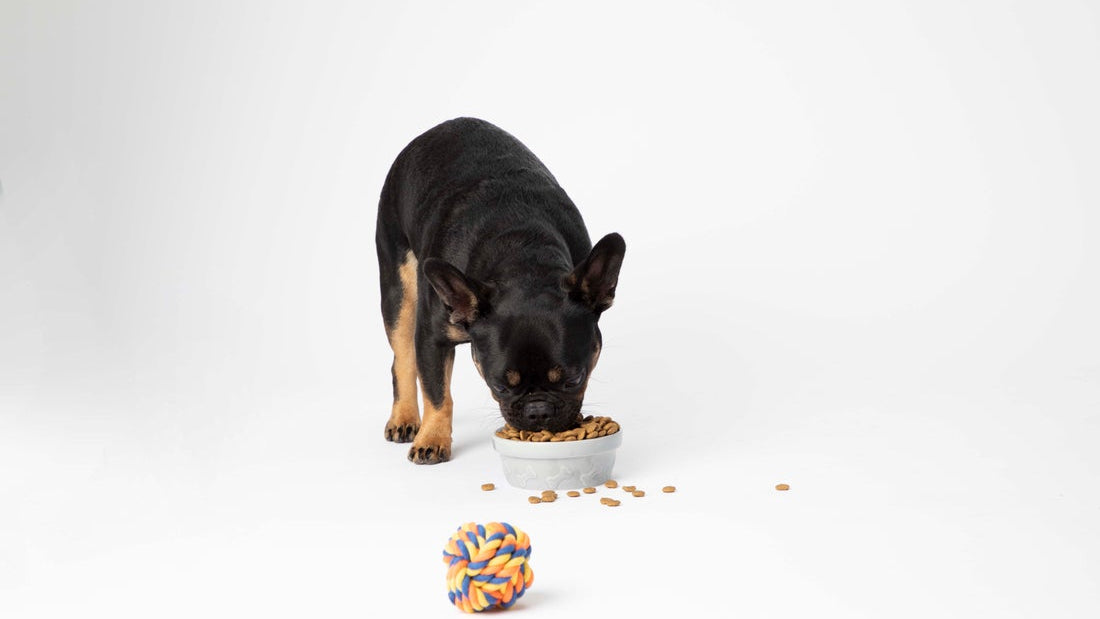 How to Transition Dog Food