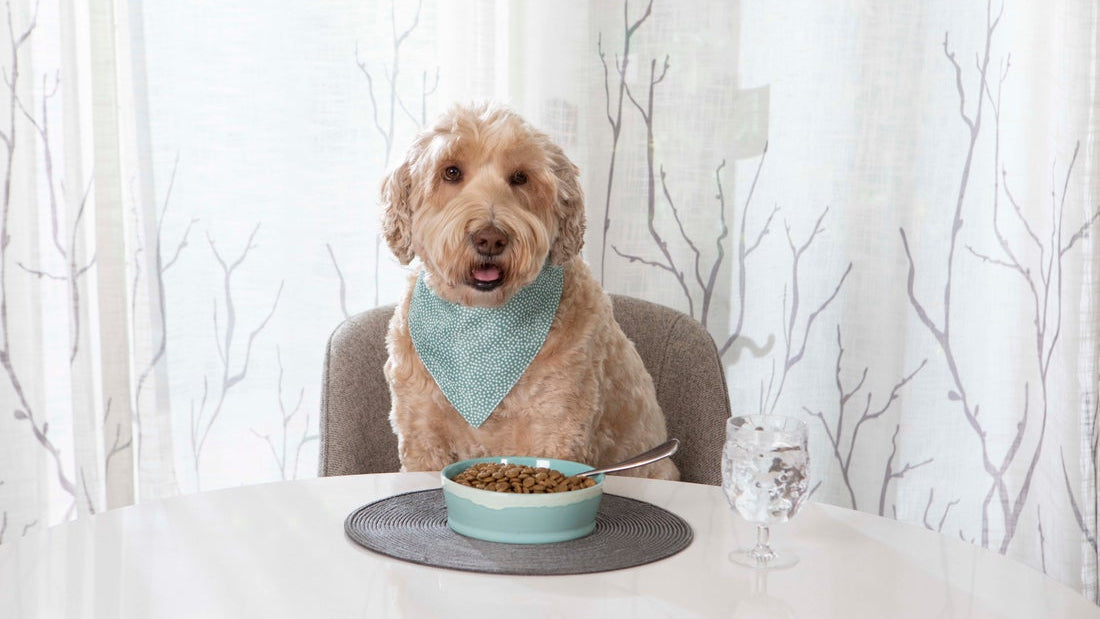 Weight Control Dog Food: What to Look For