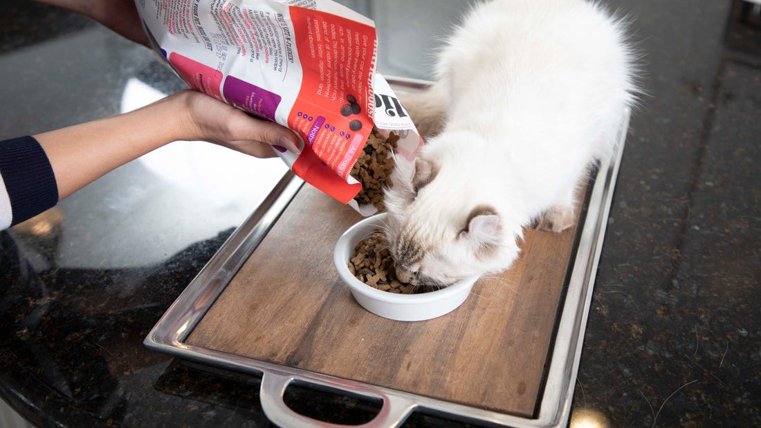 How to Transition Cat Food