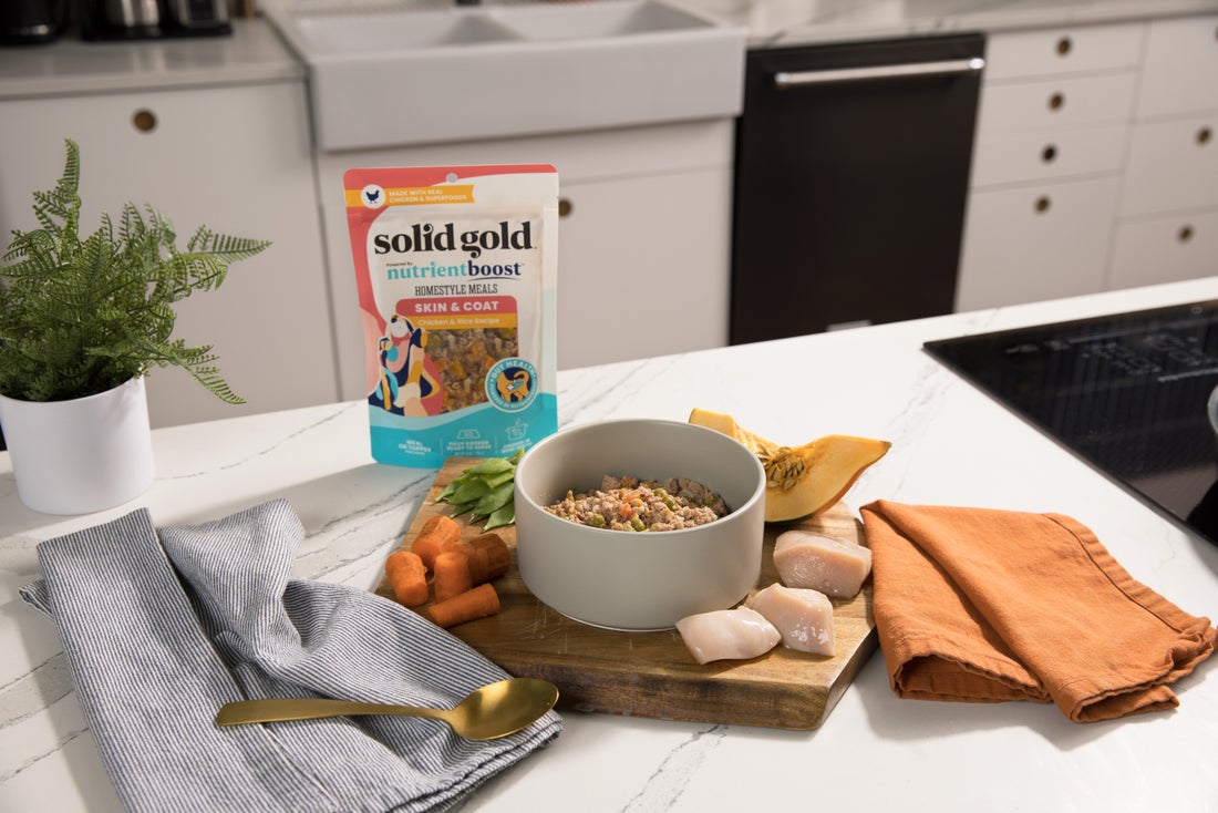 Wet vs Dry Dog Food