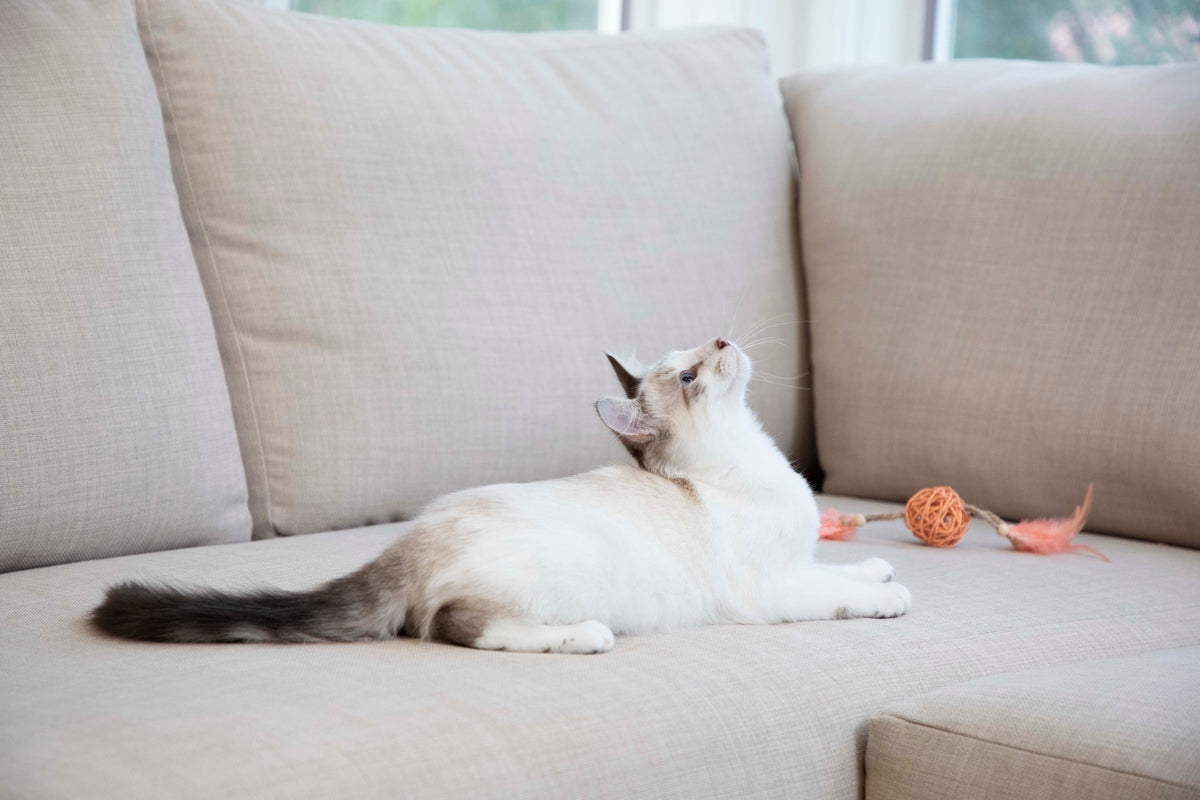 A Look Inside The World's First Five-Star Cat Hotel