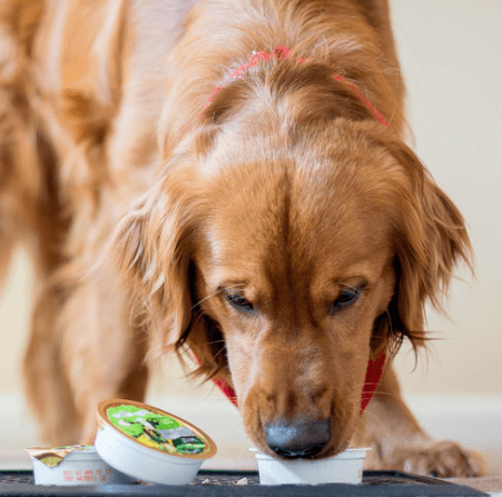 A Blogger's Journey: Healthy Food For A Picky Dog