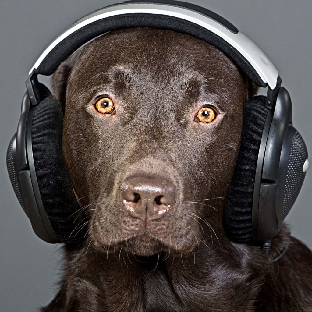 Can You Guess What Type of Music Dogs Enjoy Most?