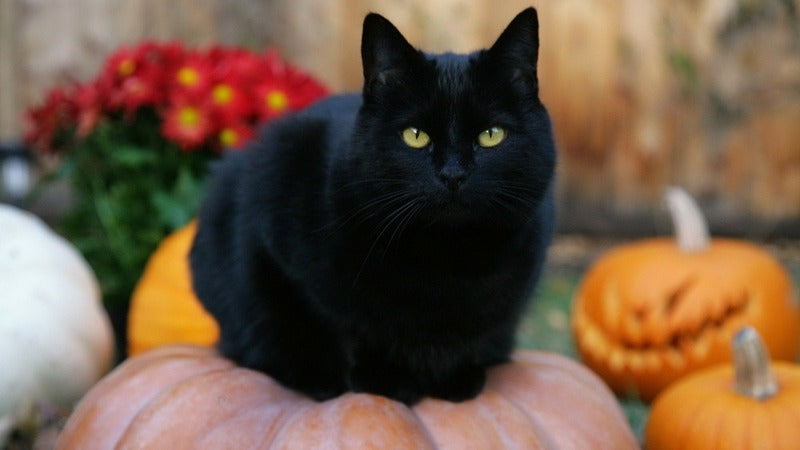 Here's The Actual Reason Witches Have Black Cats