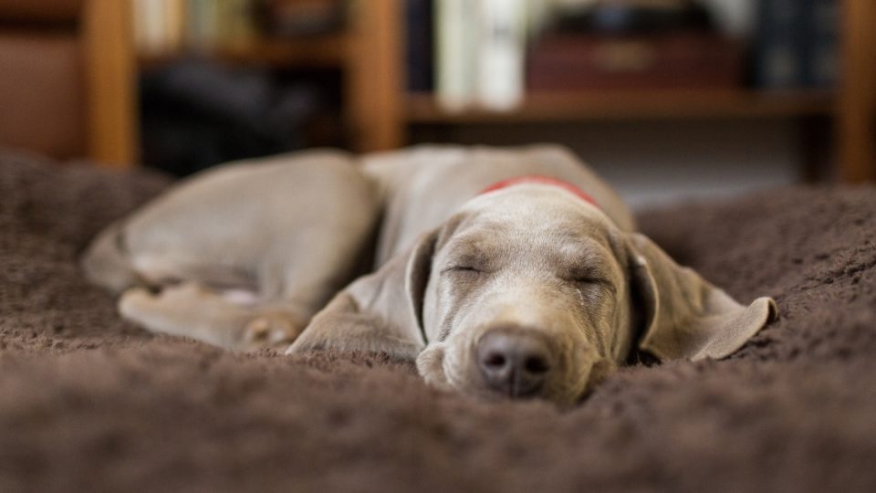 Here's What We Know About Pet Dreams