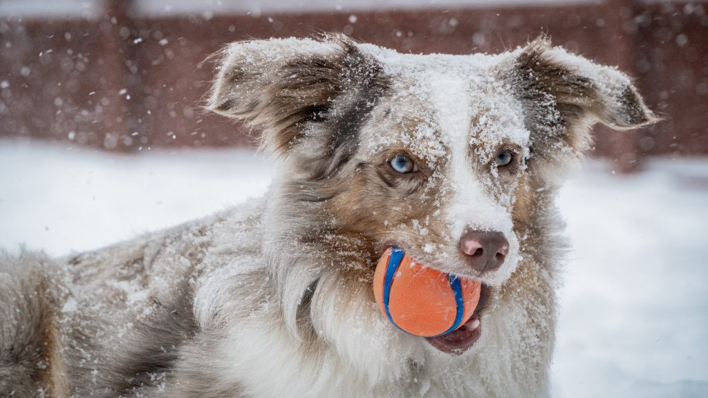 How to Keep Your Dog Active this Winter