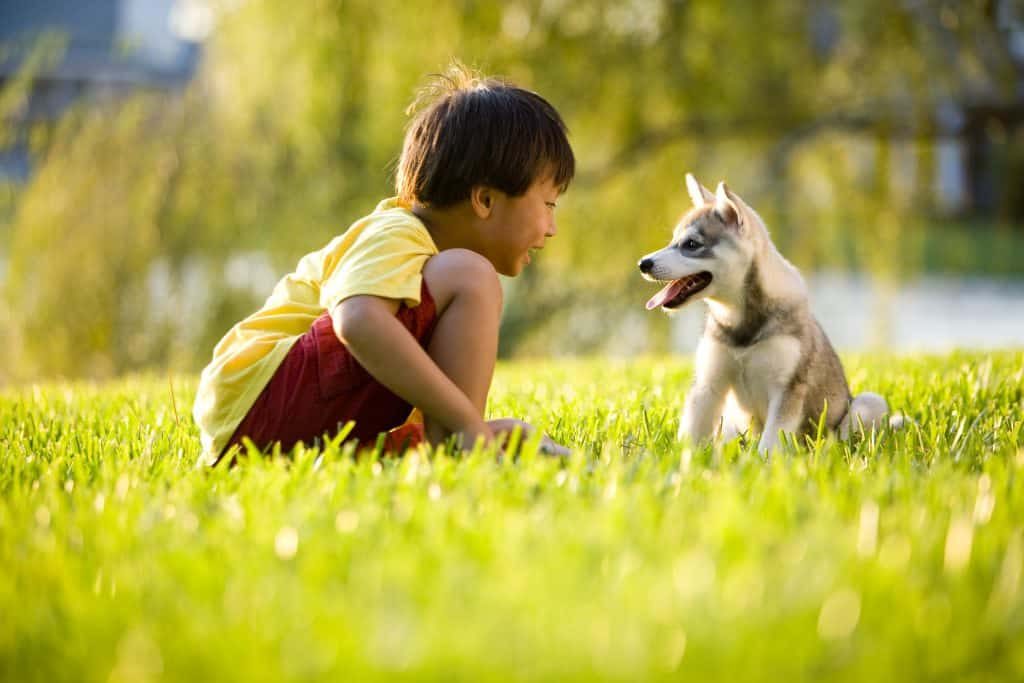 How to Potty Train Your Puppy