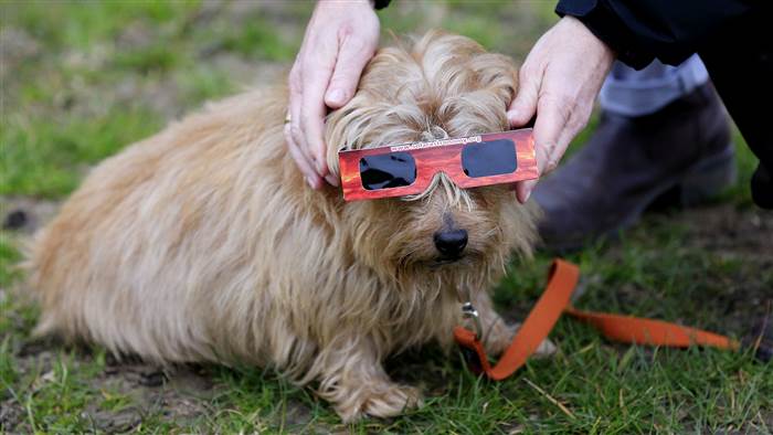 How To Prepare Your Pet For The Solar Eclipse