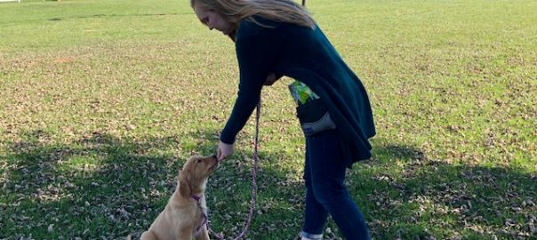 How to Properly Train Your Pets Using Treats