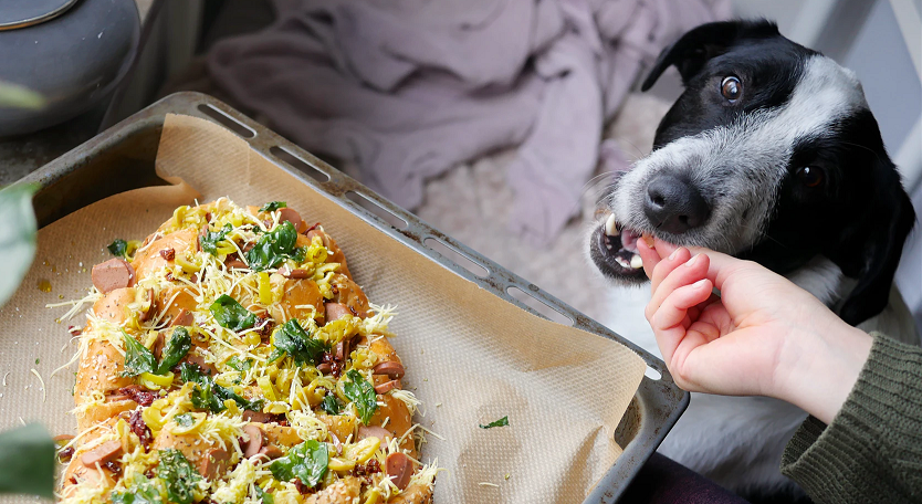 Is Cheese OK For Dogs to Eat?