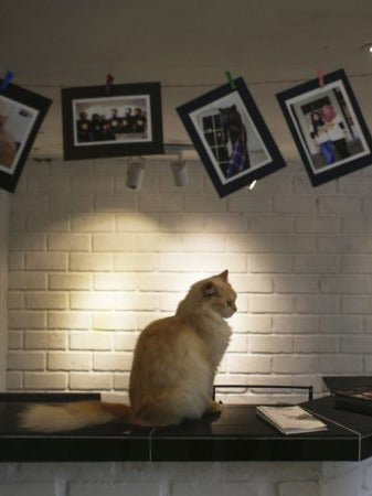 A Look Inside The World's First Five-Star Cat Hotel