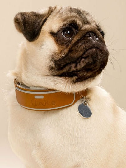 This Collar Might Be The Only Collar You Ever Use Again