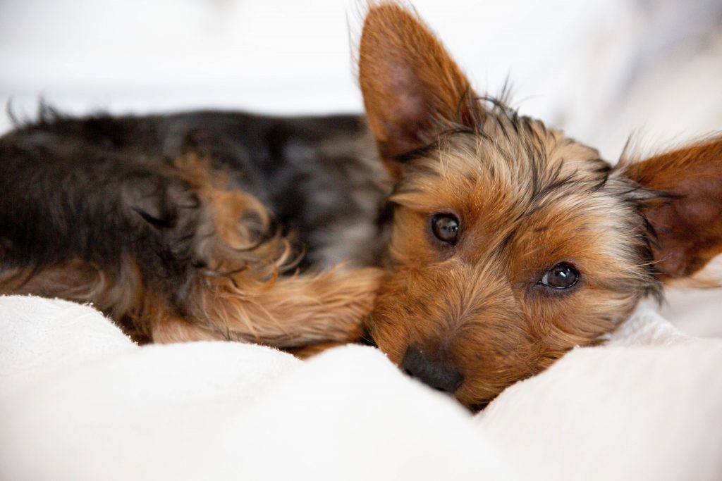 Quiz: Does Your Pet Have Poor Gut Health?