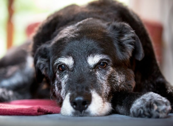 5 Signs Your Dog Is Stressed (And How You Can Help Them Relax)