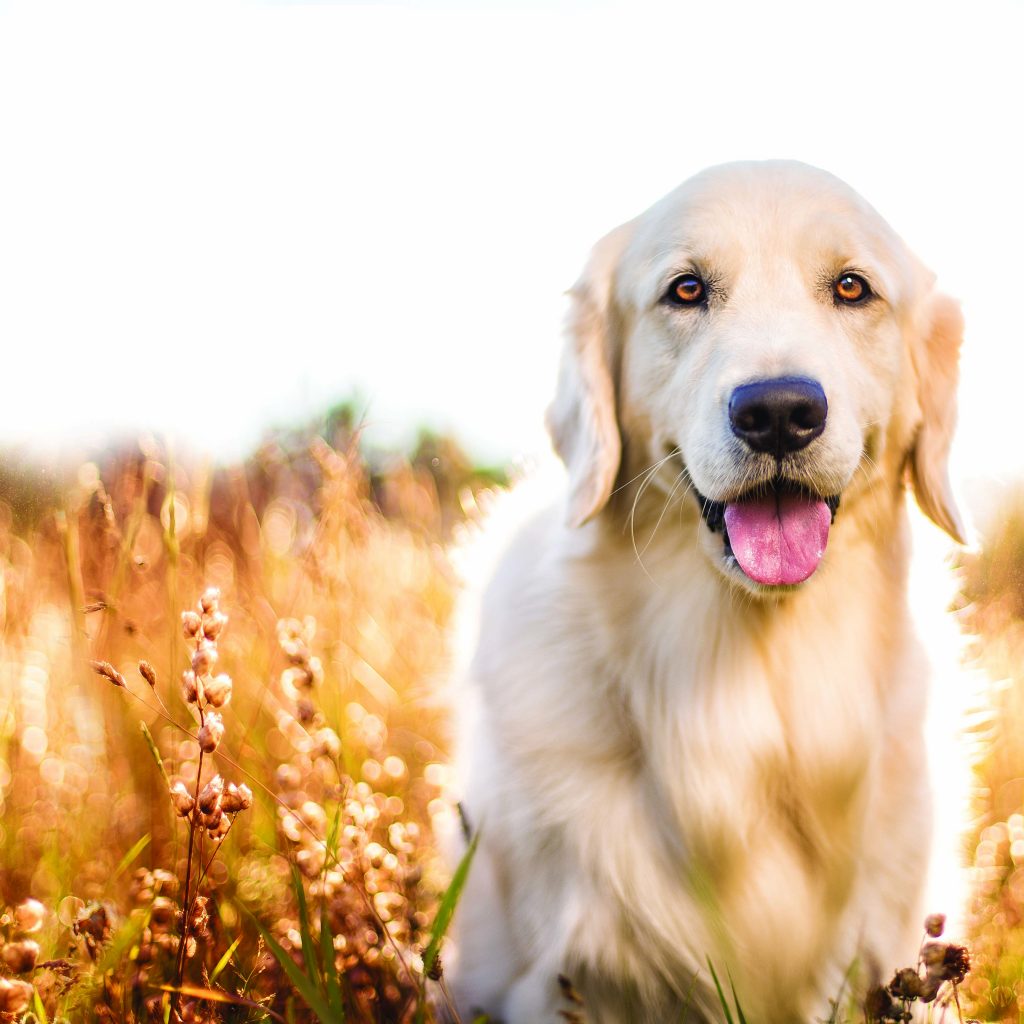 The Top 5 Tips for Raising a Holistic Pet