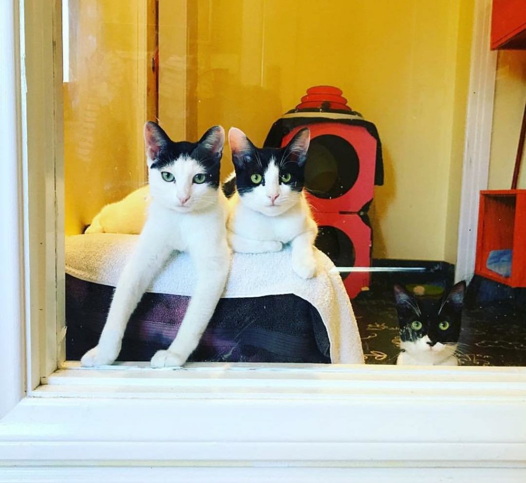 This Place Is Ending The Homeless Cat Problem With Love