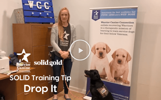 Tips & Tricks for New Pets! – solidgoldpets