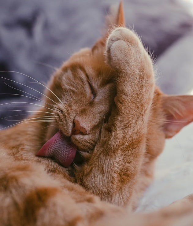 Why Do Cats Lick Themselves?