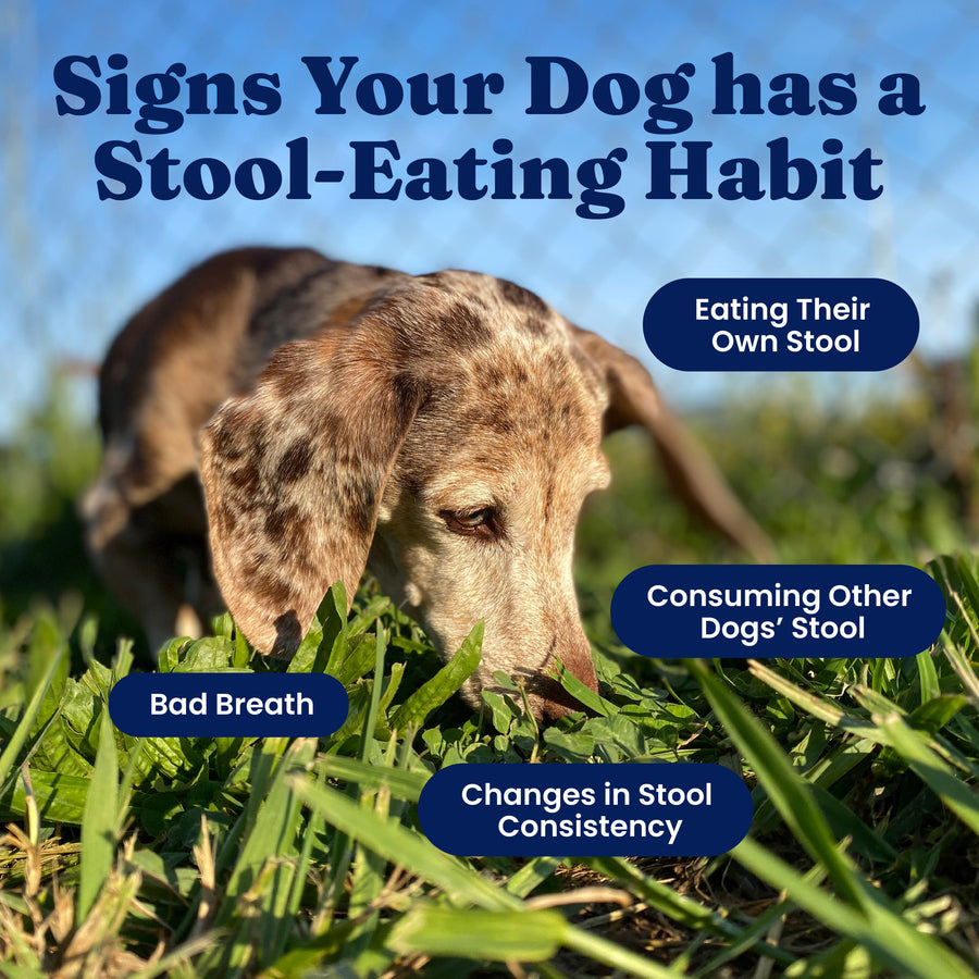 Dog sniffing grass in a field, with text highlighting signs of stool-eating habits.