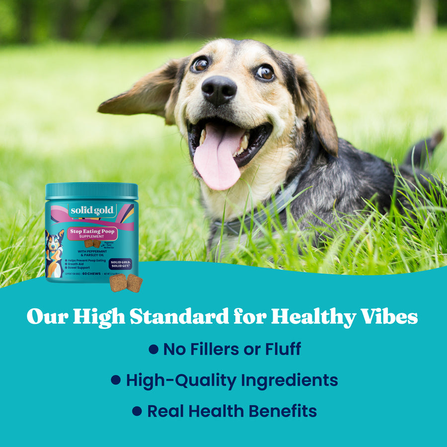 A happy dog sits on grass next to a container of stool eating deterrent soft chews for dogs.